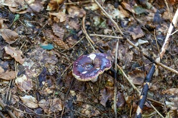 Mushroom in the mountain forest on a summer day. Close up macro view.