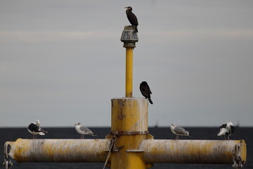 kormorany i mewy Bałtyckie © Micha