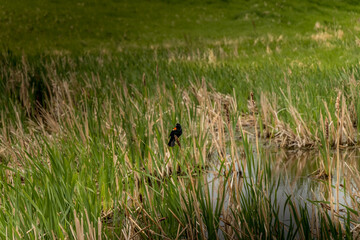 Red Winged Black bird sitting on bull rushes Kneehill County Alberta Canada