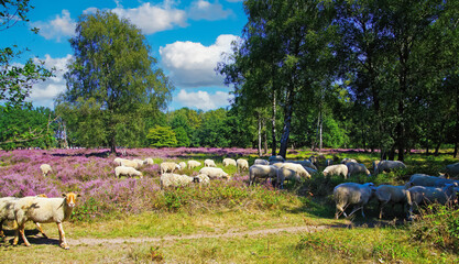 Picturesque scenic view on sheep herd grazing in glade of dutch forest  farm heath land landscape, purple blooming heather erica plants (Ericaceae) - Venlo, Netherlands, Groote Heide, Holland - obrazy, fototapety, plakaty