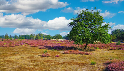 Beautiful scenic heath land landscape with purple blooming heather erica ericaceae  flowers and...