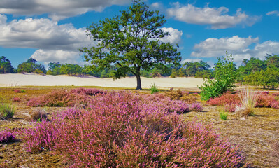 Beautiful dutch scenic heath land landscape with  purple blooming heather erica ericaceae flowers,...