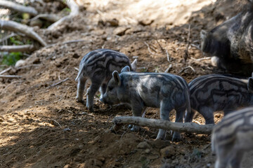 Wild boar. Close up detailed view