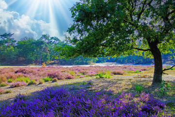 Beautiful  heath landscape with oak tree, bright purple blooming heather erica flowers, morning sun light rays - Loonse und Drunense Duinen, Netherlands - obrazy, fototapety, plakaty