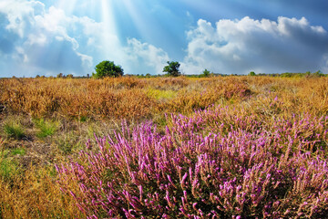 Beautiful dutch heath landscape with purple erica flower ericaceae bush on dry endless  landscape, spectacular sky with sun light rays  - Strabrechtse Heide near Eindhoven, Netherlands - obrazy, fototapety, plakaty