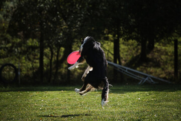 Dog frisbee. Competitions of dexterous dogs. Border collie black tricolor jumps and catches a...