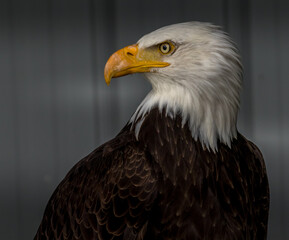Bald Eagle keeps alert Birds of Prey Centre Coleman Alberta Canada