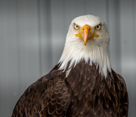 Bald Eagle keeps alert Birds of Prey Centre Coleman Alberta Canada