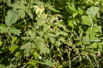 Green leaf in the forest. Close-up macro view.