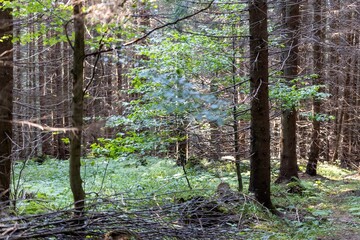 Mountain forest in the Ukrainian Carpathians.