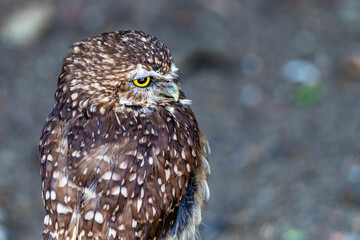 Burrowing owls watching the sights. Birds of Prey Centre, Coledale, Alberta, Canada