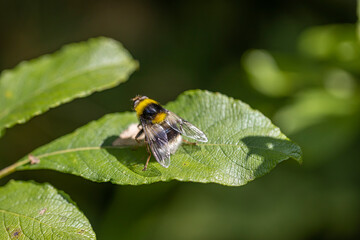 A bee on a green leaf lit by sunlight. Close-up macro view.