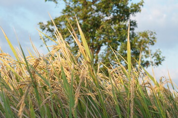 Naklejka premium rice field