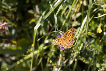 Butterfly on a flower on a natural background. Close-up macro view.