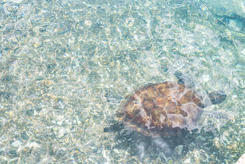 Green sea turtle swimming in the shallow water at Playa Grandi (Playa Piscado) on the Caribbean...