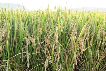 rice field ddetail in the sunset