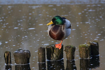 kaczka na paliku © Micha