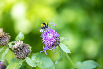 A bee on a purple flower. Close-up macro view.