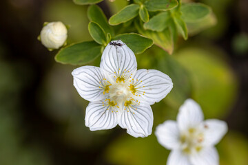 Mountain flowers in the Ukrainian Carpathians. Close-up macro view.