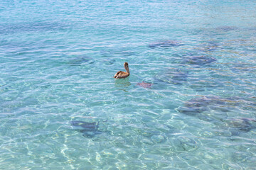 Sea turtle and pelican swimming in the shallow water at Playa Grandi (Playa Piscado) on the...