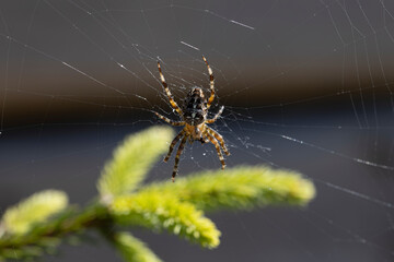 Spider on a pine branch illuminated by sunlight. Close-up macro view.