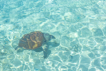 Fototapeta na wymiar Green sea turtle swimming in the shallow water at Playa Grandi (Playa Piscado) on the Caribbean island Curacao
