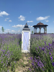 Amazing Lavender Flower Field with gazebo and lantern
