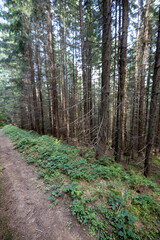 Mountain forest in the Ukrainian Carpathians.
