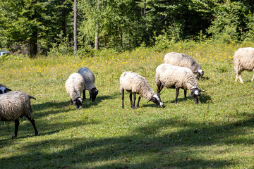 Obraz na płótnie Canvas Herd of sheep on a mountain meadow of the Ukrainian Carpathians