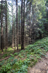 Mountain forest in the Ukrainian Carpathians.