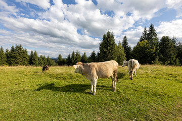 Fototapeta na wymiar Cows on a green meadow in the Ukrainian Carpathians on a summer day.
