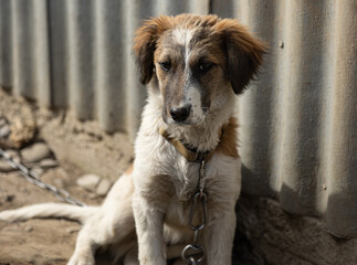 portrait of a mixed-breed dog. Six-month-old puppy sitting on a leash on a sunny day