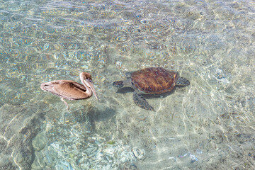 Sea turtle and pelican swimming in the shallow water at Playa Grandi (Playa Piscado) on the...
