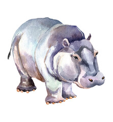Watercolour hippopotamus isolated on white background. Realistic wild animal. Illustration. Clip art