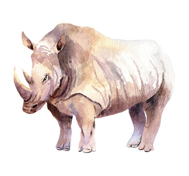 Watercolour rhinoceros isolated on white background. Realistic wild animal. Illustration