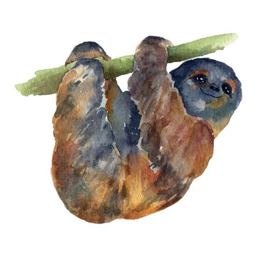 Watercolour unau sloth isolated on white background. Hand painting. Realistic wild animal. Illustration. Clip art