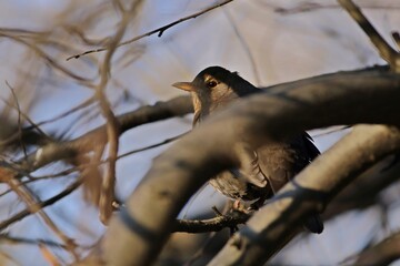 kos w zaroślach © Micha