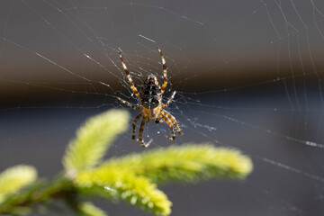 Spider on a pine branch illuminated by sunlight. Close-up macro view.