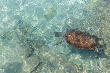 Naklejka na ściany i meble Green sea turtle swimming in the shallow water at Playa Grandi (Playa Piscado) on the Caribbean island Curacao