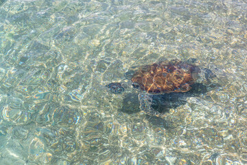 Green sea turtle swimming in the shallow water at Playa Grandi (Playa Piscado) on the Caribbean...