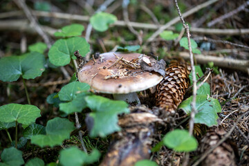 Mushroom in the mountain forest on a summer day. Close up macro view.