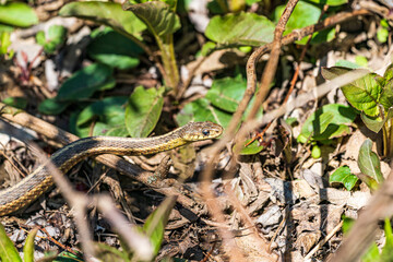 Garter snake in the grass
