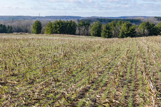 A winter rye cover crop growing between corn stalks on a hilly farm for erosion control in the spring
