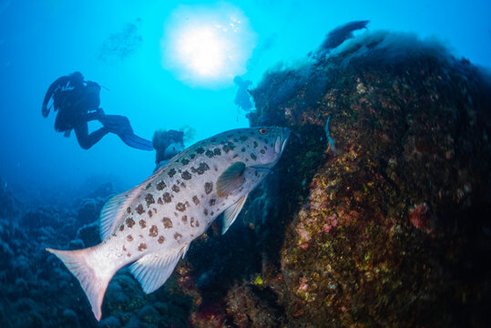 Abade en la Restinga - El Hierro