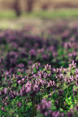 Obraz premium purple flowers in the field