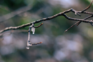 frost on a branch, ice on a tree