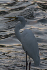 Ardea alba, great egret also known as white heron 