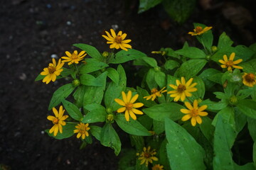 yellow flowers in the garden