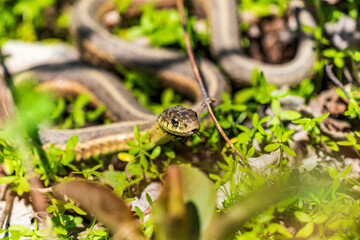 Garter snake in the grass
