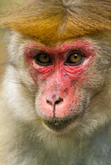 Male macaque at Peradeniya botanical gardens, Sri Lanka